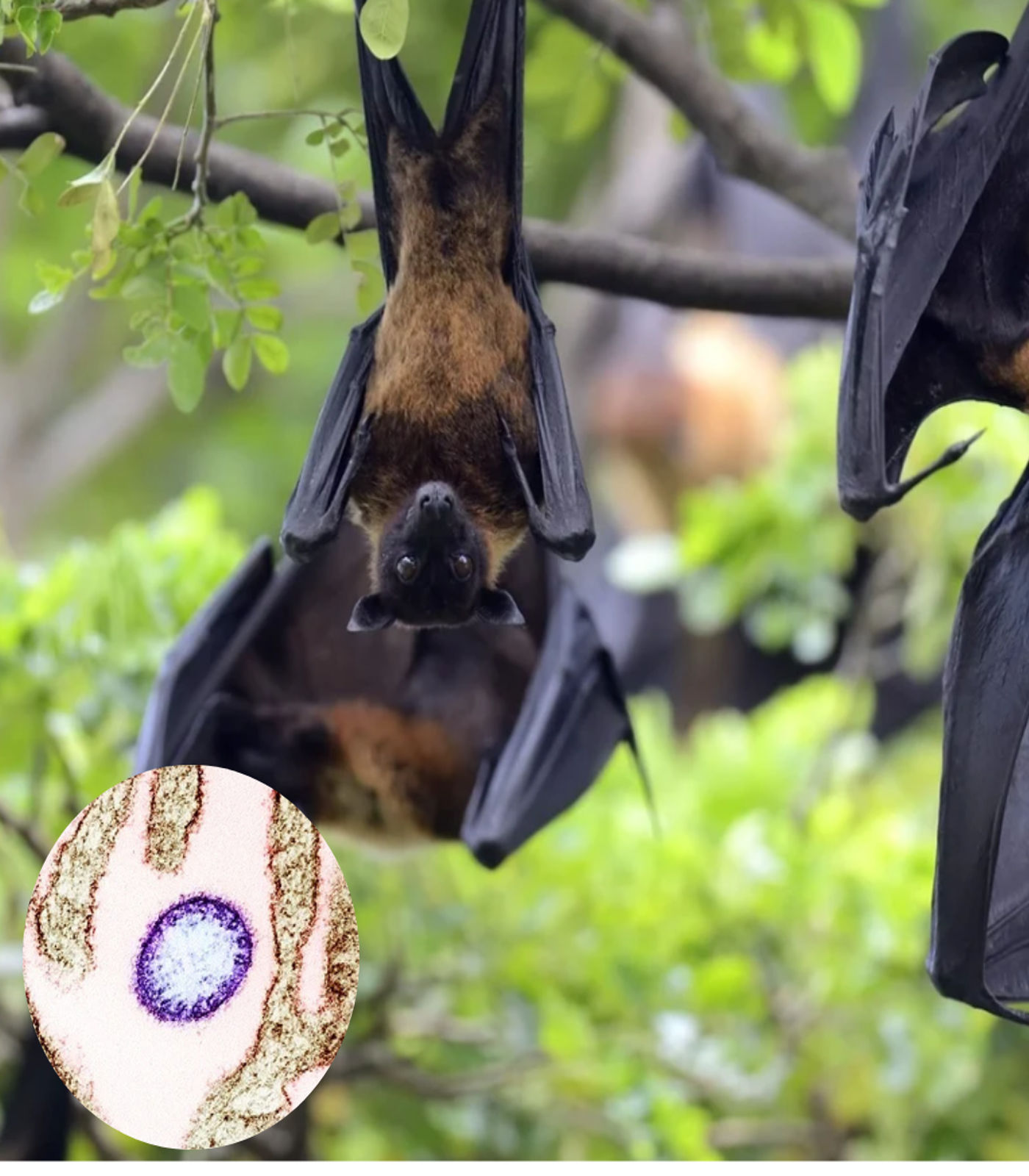 Asia on High Alert: Is the region prepared for another deadly virus outbreak?